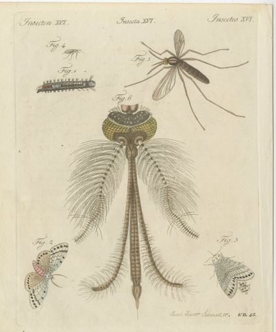Gnat with Magnified Feathered Head, Antique Bertuch Print, circa 1805