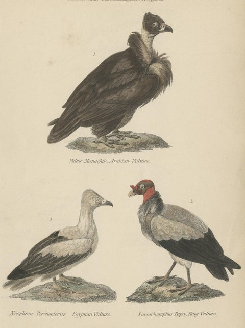 Old Bird Prints of The Arabian Vulture, Egyptian Vulture and King Vulture, c1860, close-up 1
