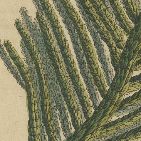Norfolk Island Pine Branch and Cone, Antique Bertuch Print, circa 1815, close-up 5
