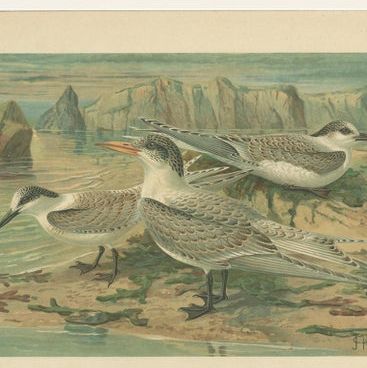 Lithographs of European Seabirds, Gulls, Terns, Skuas, Geese and Gannets, 1890, close-up 1