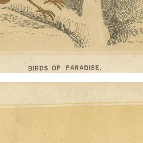Set of 2 Antique Bird Prints, Bird of Paradise, by Bicknell 'circa 1855', close-up 2