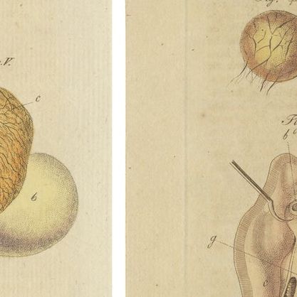 Set of Two Antique Prints of Embryos of a Chicken, Pigeon, Snake, Fish & Others, close-up 2
