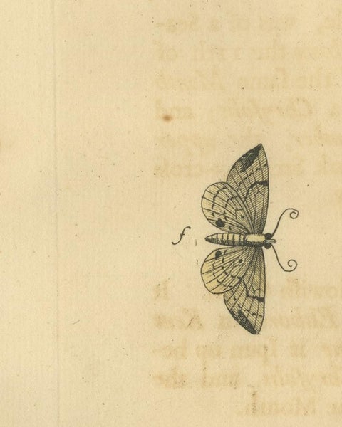 English Moths on Hawthorn Branch, Early 18th-Century Hand-Colored Print, view 7