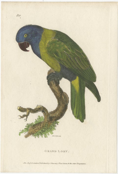 Hand Colored Antique Bird Print of a Lory Parrot, view 2