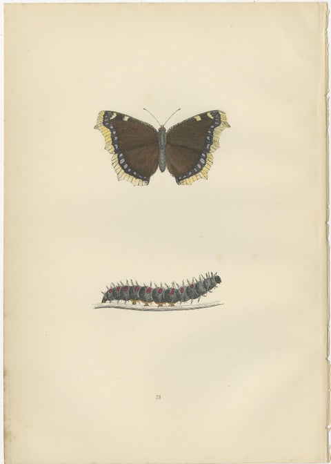 Metamorphosis in Motion: A Triptych of Butterfly Life Stages, 1890, view 2
