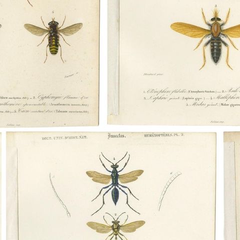 Set of Five Antique Prints of Flies and Hymenoptera Insects, 1861, close-up 2