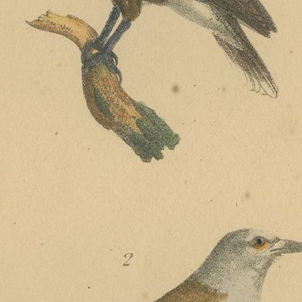 Pl. 33 Antique Bird Print of a Nutcracker & European Roller by Lejeune, 'c.1830', close-up 2