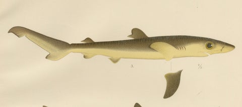 Rare Lithograph of Sharks and Skate from Pisces Scandinaviae Collection, 1895, close-up 5