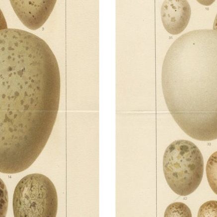 European Bird Eggs Lithographs, Set of Two, Meyers Konversations-Lexikon, 1890s, close-up 2