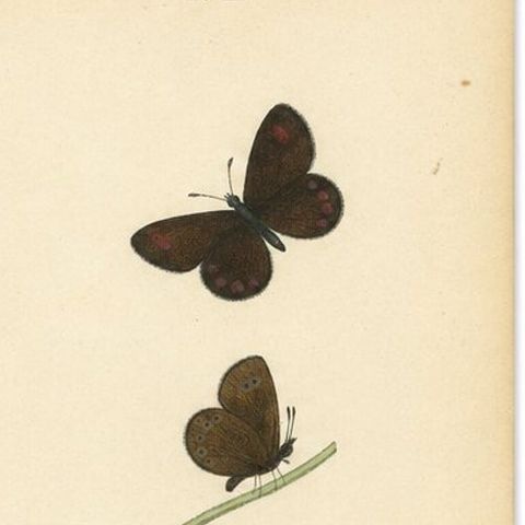 Cabinet-Size Butterfly Engravings with Jewel-Tone Species, Set of 6, 1835, close-up 1