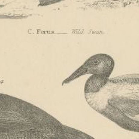 Antique Bird Print of the Wild Swan and Other Birds, C.1860, close-up 2