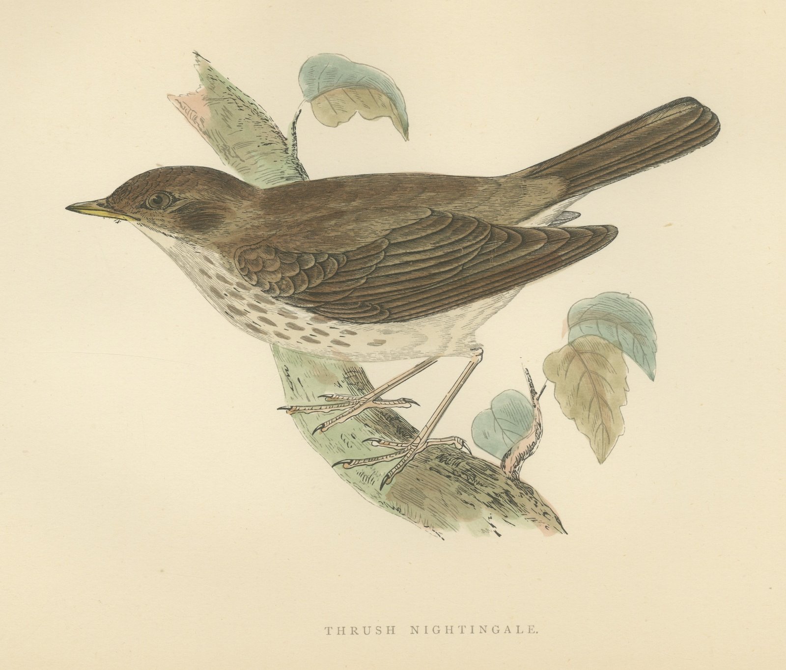 Thrush Nightingale on a Mossy Branch, Antique Morris Bird Print, 1896