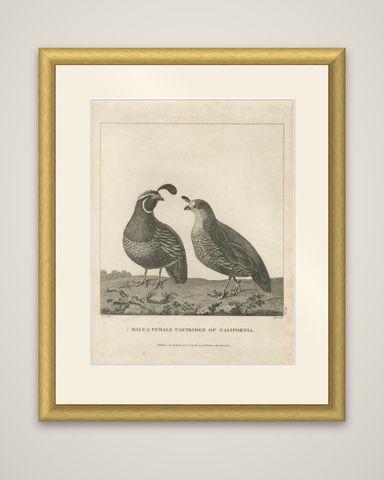 California Quail Pair, Partridge Couple of California, Antique Bird Print, 1798, shown framed