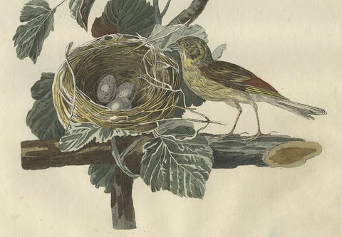 Ortolan Bunting, Antique Dutch Bird Print by Sepp & Nozeman, 1789, close-up 2