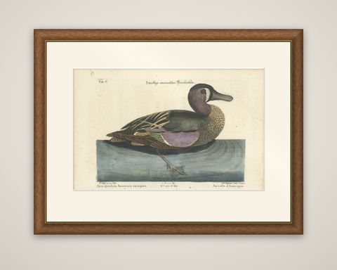 Hand-Colored Engraving of the American Variegated Teal by Seligmann, ca.1770, shown framed