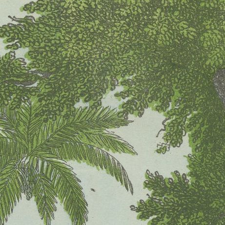 Hand Colored Antique Lithograph of Hunting Lion, close-up 1