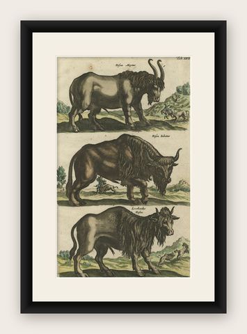 Antique Print of Buffalos, Bisons Magnus, Jubatus and Locobardus, 1657, shown framed