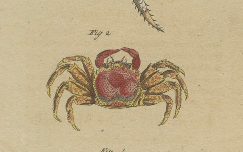 Antique Exotic Crabs & Fiddler Crab Engraving, Bertuch, c. 1813, close-up 2