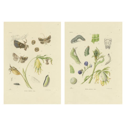 Antique Dutch Plusia Moneta Moth Diptych, Hand-Colored by Sepp & Brants, 1908