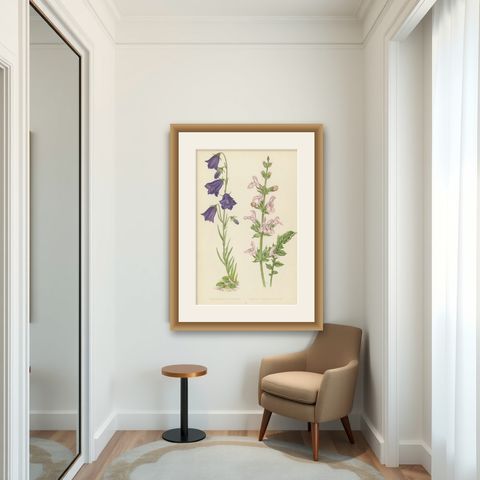 Blue Bellflower and Moroccan Sage, Hand-Coloured Botanical Print, 1874, shown framed in a room
