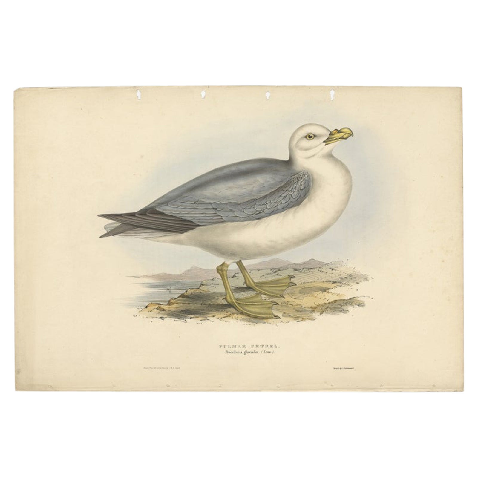 Fulmar Petrel, Antique Seabird Lithograph by John Gould, c.1832