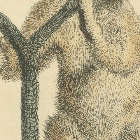 Antique Print with Hand Coloring of a Linnaeus's Two-Toed Sloth, ca.1825, close-up 4