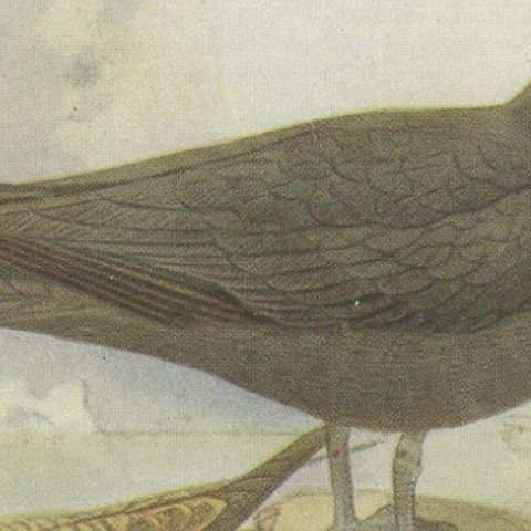 Antique Bird Print of Richardson's Skua, 1907, close-up 1