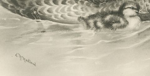 Duck and Duckling, Antique Bird Print after Lilian Medland, circa 1909, close-up 1
