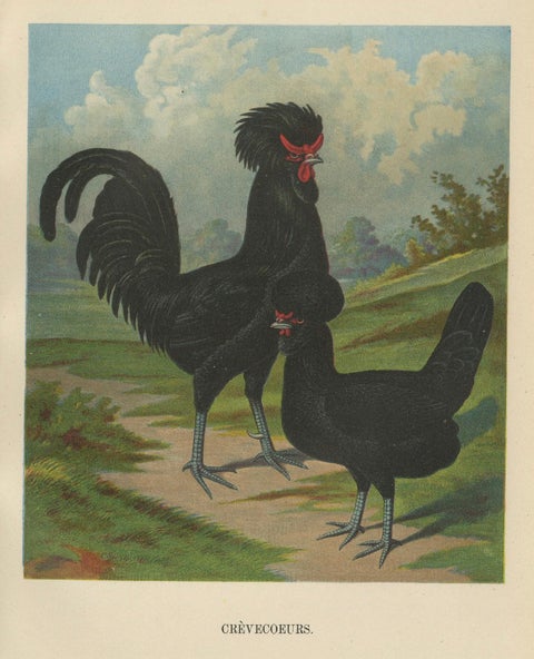 The Majestic Crèvecœur - A Rare 19th Century Poultry Lithograph, close-up 3