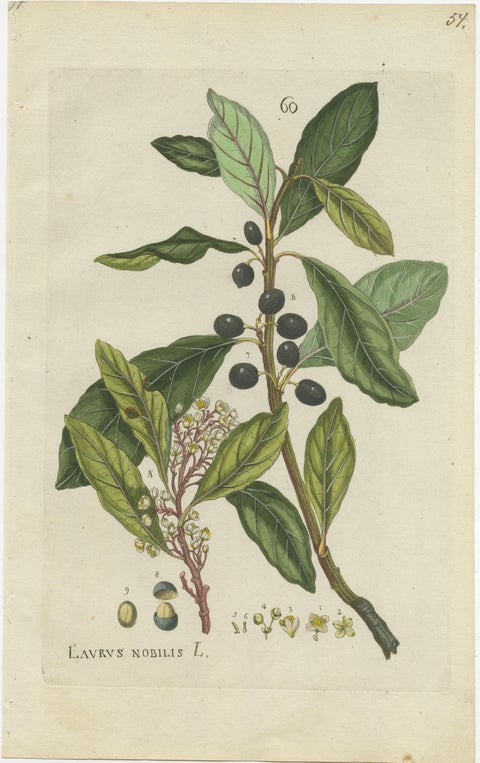 Set of 2 Antique Botany Prints - Laurus Camphora & Laurus Nobilis, view 3
