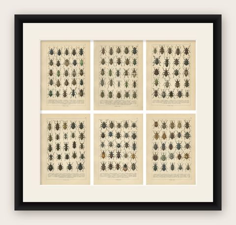 Antique Weevil Beetle Chromolithographs, Curculionidae Plates, Calwer 1893, shown framed