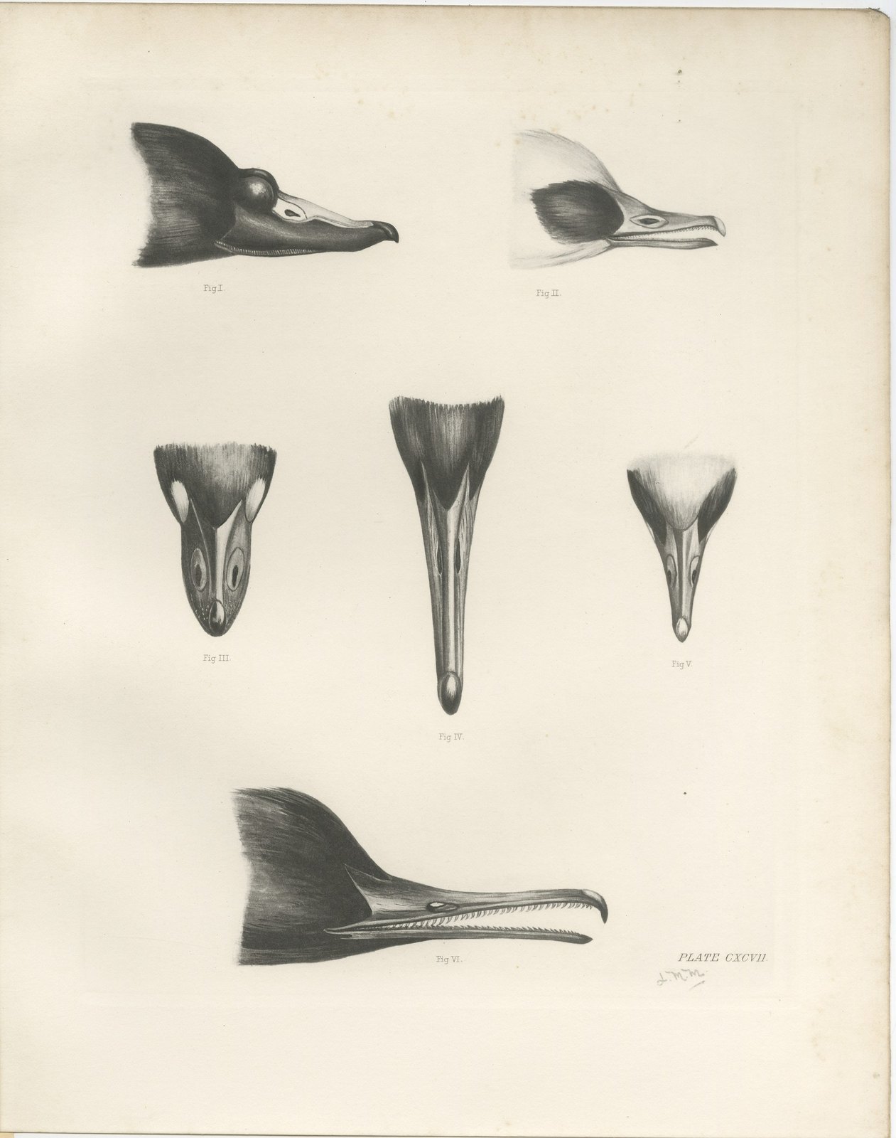 Bills of the Sawbills and Sea Ducks, circa 1909