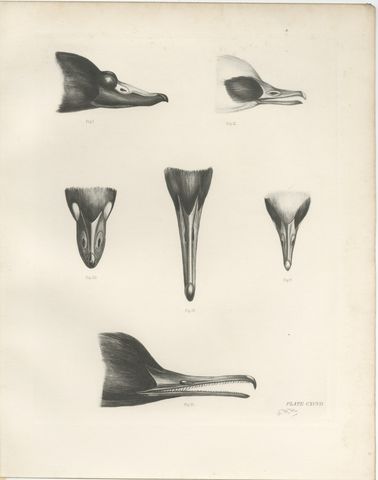 Bills of the Sawbills and Sea Ducks, circa 1909