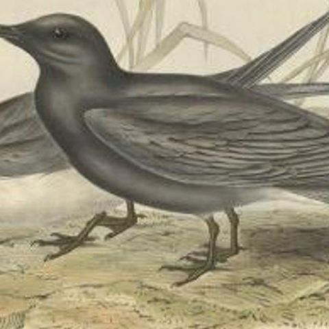 Black Tern, Antique Bird Lithograph by John Gould, c.1832, close-up 1