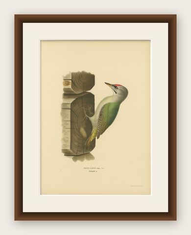 Grey-Headed Woodpecker on Timber Post, Swedish Bird Print, 1929, shown framed