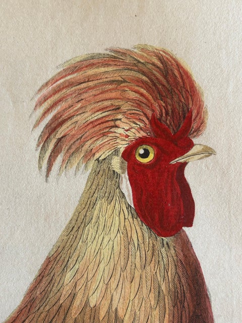 Rooster, Gallus Domesticus Mas, Antique Poultry Print by Sepp & Nozeman c.1829, view 7