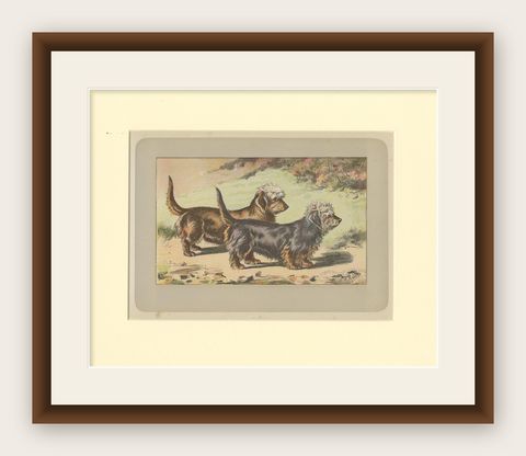 Antique Dog Print of the Dandie Dinmont Terrier, 1907, shown framed