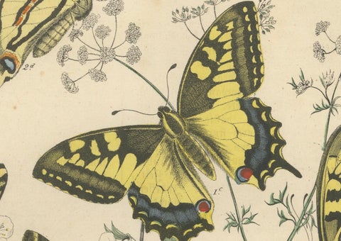 1856 Hand-Colored Lithograph of Swallowtail Butterflies and Caterpillars, close-up 5