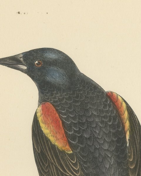 Red Winged Starling or Red Winged Blackbird, Morris Bird Print, 1896, close-up 1