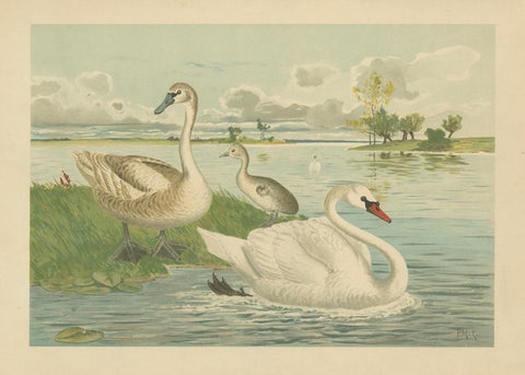 Swans on a Quiet Lake, Graceful Antique Bird Chromolithograph c.1880, close-up 1