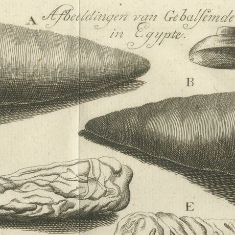 Embalmed Birds and Nile Fish, Egyptian Natural Curiosities, c.1776, close-up 5