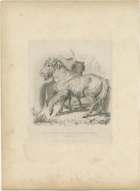Antique Animal Print of a Calmuc or Little Russian Horse, view 2