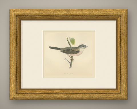 Whitethroat on a Green Stem, Hand Colored Bird Engraving by Morris, 1896, shown framed