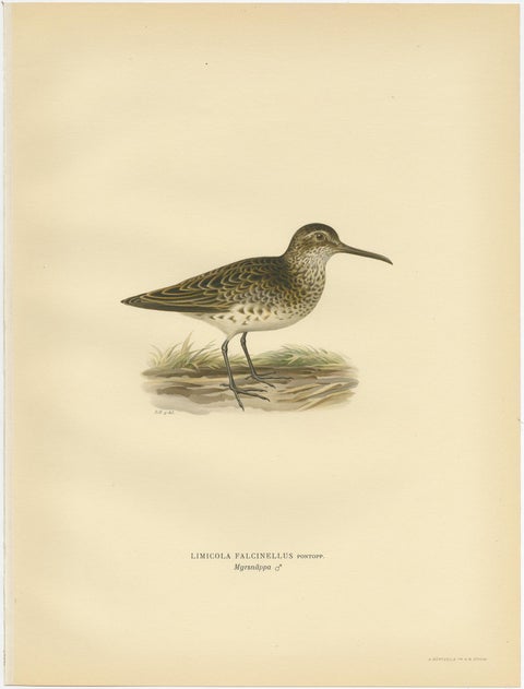 Antique Bird Print of the Broad-Billed Sandpiper, 'Male' by Von Wright '1929', view 2