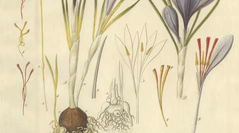 Antique Saffron Botanical Engraving, Crocus Sativus, Hand Colored, c.1831, close-up 3
