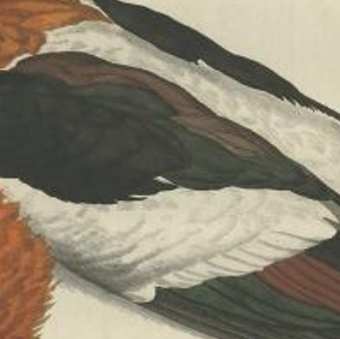 Antique Bird Print of the Male Common Shelduck by Sepp & Nozeman, 1789, close-up 2