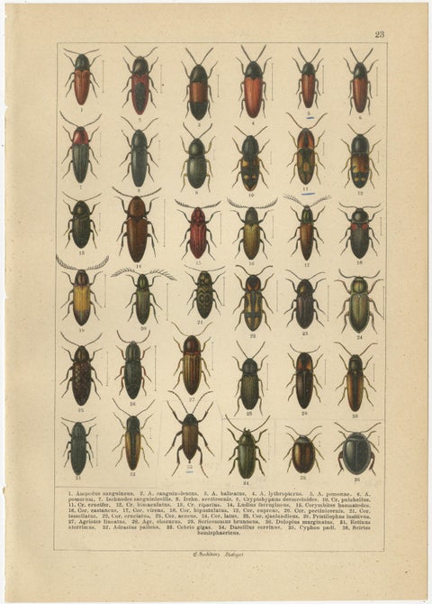 Antique Beetle Chromolithographs, European Coleoptera Plates, Calwer 1893, view 4