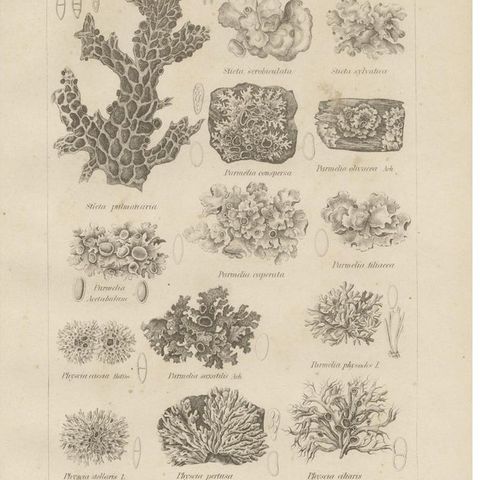 Antique Lichen Prints Set of 6, German Botanical Lithographs 1874, close-up 1