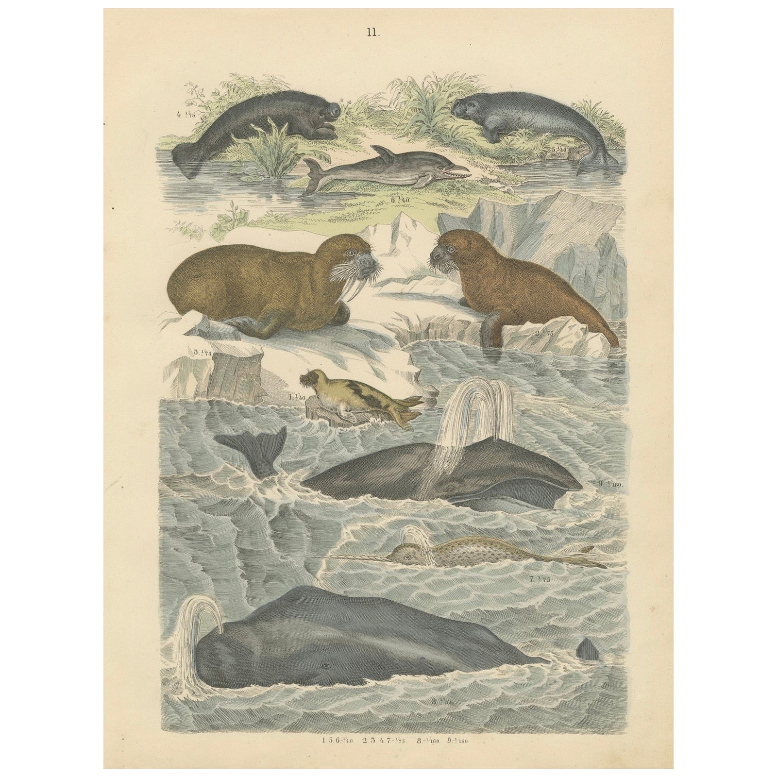 Marine Mammals Print: Whales, Seals, Narwhal & Dolphin, Antique 1867