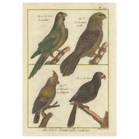 Exotic Parrots from the 18th Century: Hand-Colored Engraving by Robert Benard